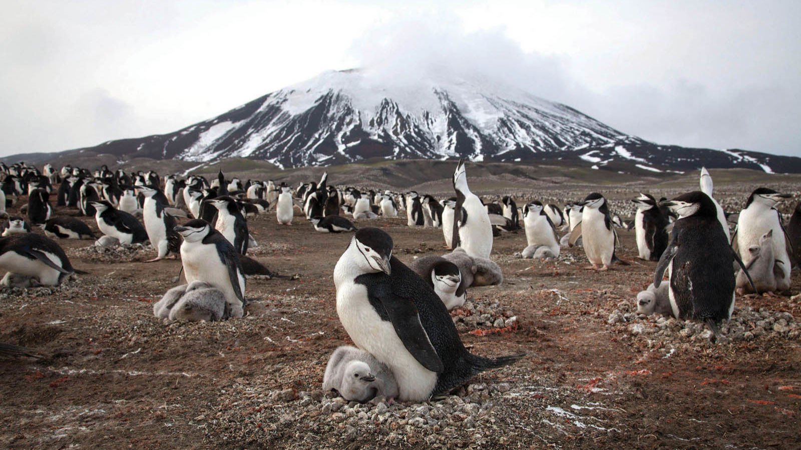 Exploring Nature Documentaries: A Window into the Wild