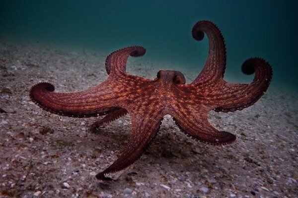 Top Environmental Documentaries to Watch