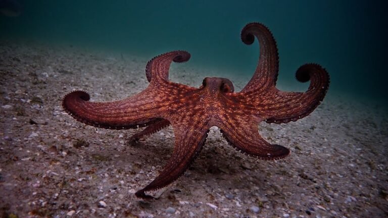 Top Environmental Documentaries to Watch